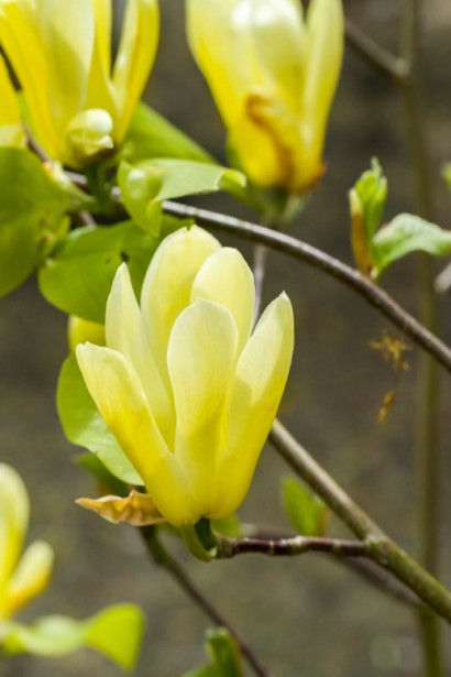 Магнолія жовта Дафні